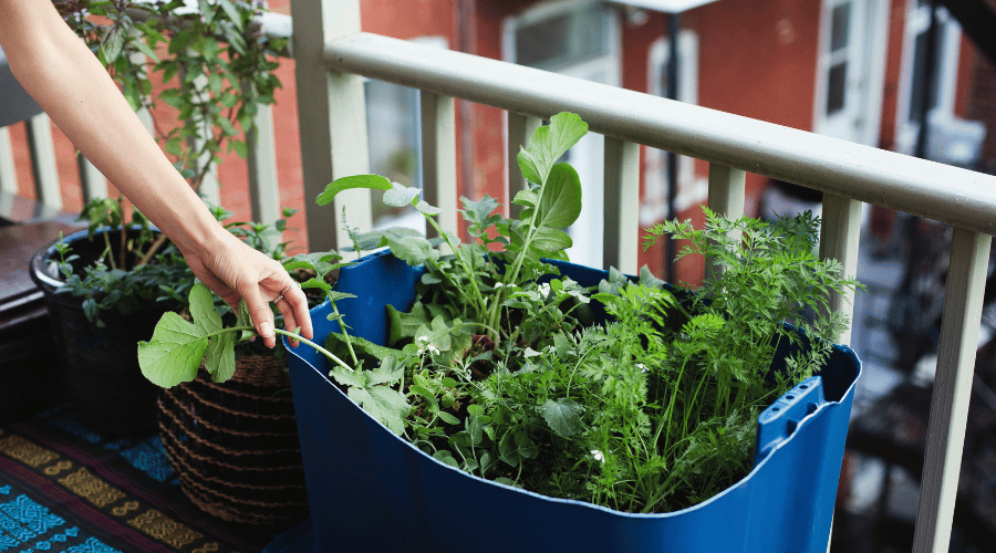 Frühlingsgrün in der Stadt: Ein Leitfaden für Urban Gardening im Frühjahr - SHW-FIRE