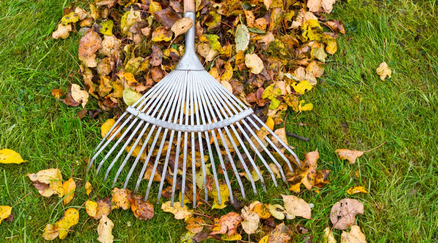 Ein gepflegter Garten im Herbst mit frisch geschnittenen Sträuchern, Laubrechen und eingewinterten Kübelpflanzen.