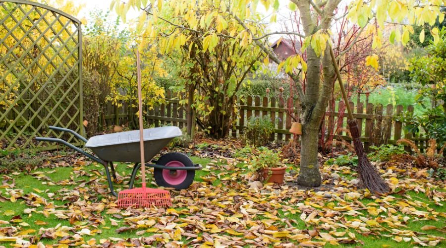 Gartenarbeit im Herbst: Effektive Tipps zur Wintervorbereitung deines Gartens - SHW-FIRE