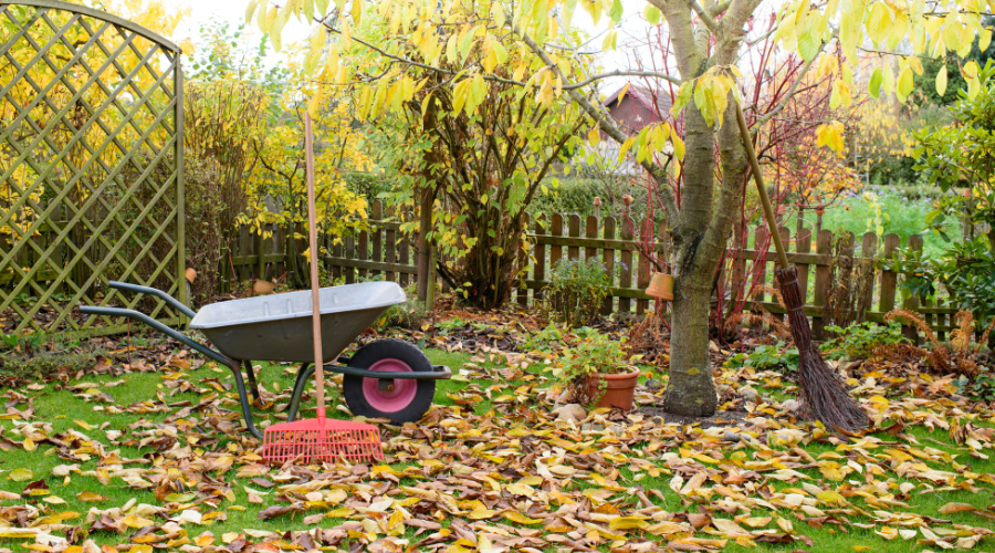 Gartenarbeit im Herbst: Laub auf einem Gartenbeet und winterfest gemachte Sträucher als Vorbereitung auf den Winter.