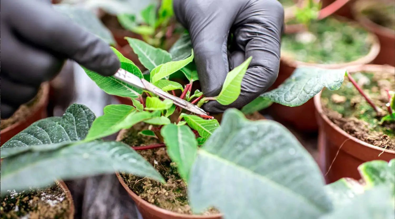 Gartenmesser: Die besten Modelle für präzise Schnitte - SHW-FIRE