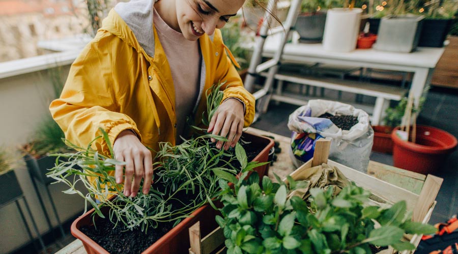 Grüner Winterzauber: Urban Gardening in der kalten Jahreszeit - SHW-FIRE