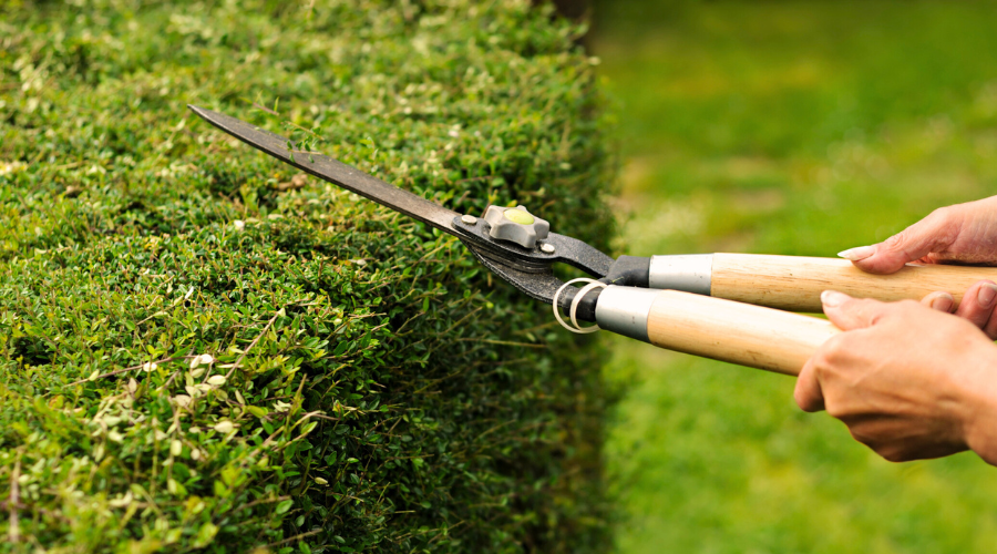 Herbstlicher Heckenschnitt mit einer Heckenschere für gesunde und gepflegte Gartenhecken.