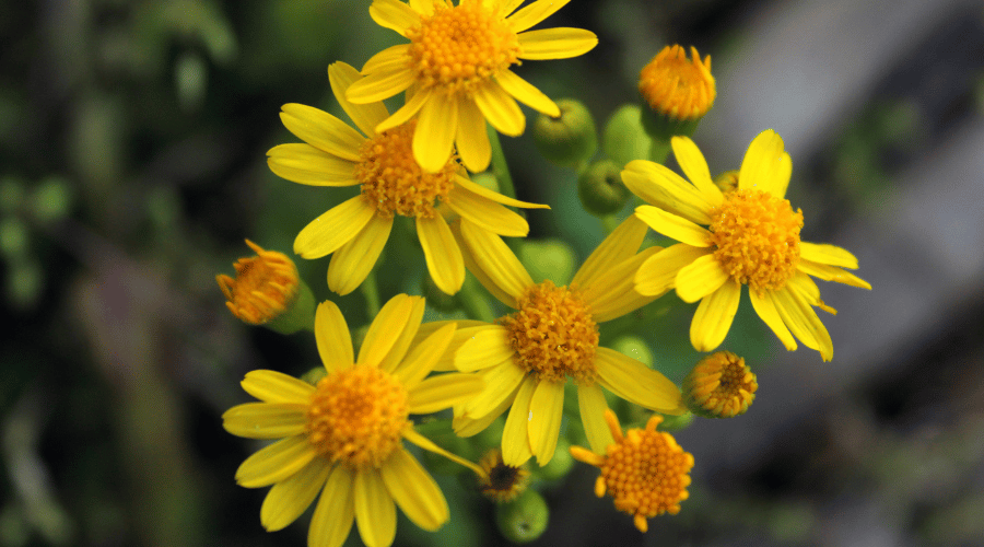 Heimische Wildblumen: Dein Anfänger-Guide - SHW-FIRE