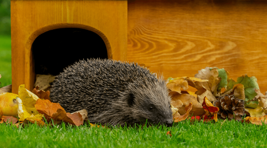 Igel im Garten: So unterstützt du die stacheligen Helfer - SHW-FIRE