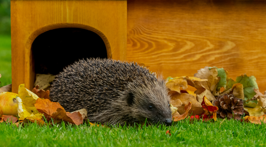 Igel in einem naturnah gestalteten Garten mit Laubhaufen und Wasserstelle.