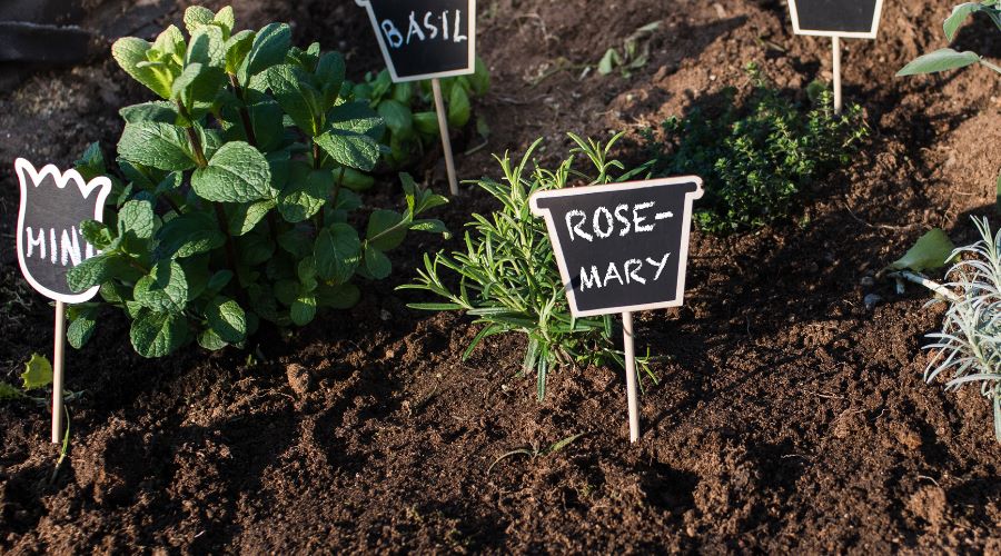 Kräuterbeet mit Minze, Rosmarin und Basilikum sowie kleinen Schildern zur Beschriftung der Pflanzen.
