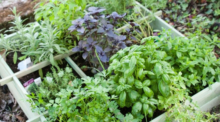 Kräuter: Anbau und Pflege für die Frühlingssaison - SHW-FIRE