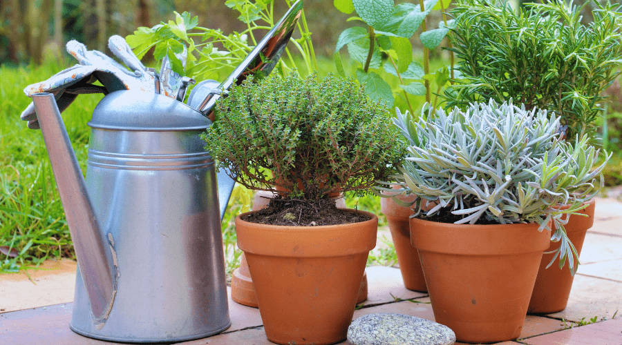 Kräuter im Garten: Anbau und Pflegeleitfaden - SHW-FIRE