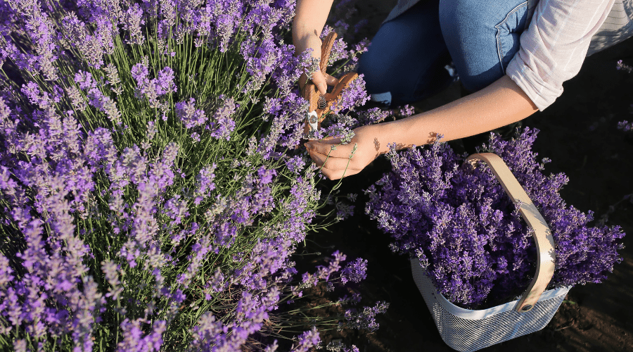 Lavendel schneiden: So machst Du das richtig - SHW-FIRE