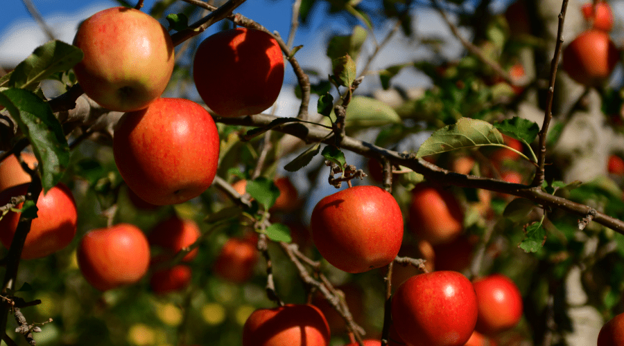 Obstbäume im Februar schneiden: So steigerst du deine Ernte - SHW-FIRE