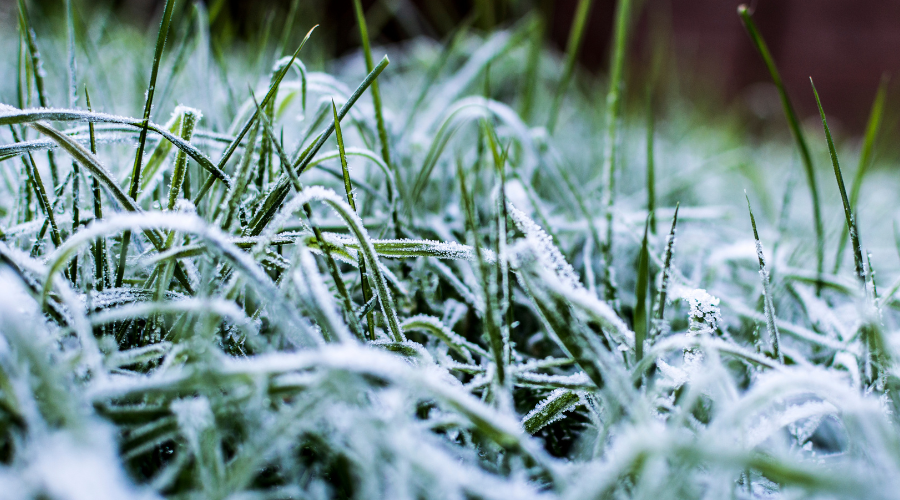 Frosttolerante Pflanzen: In einem winterfesten Garten