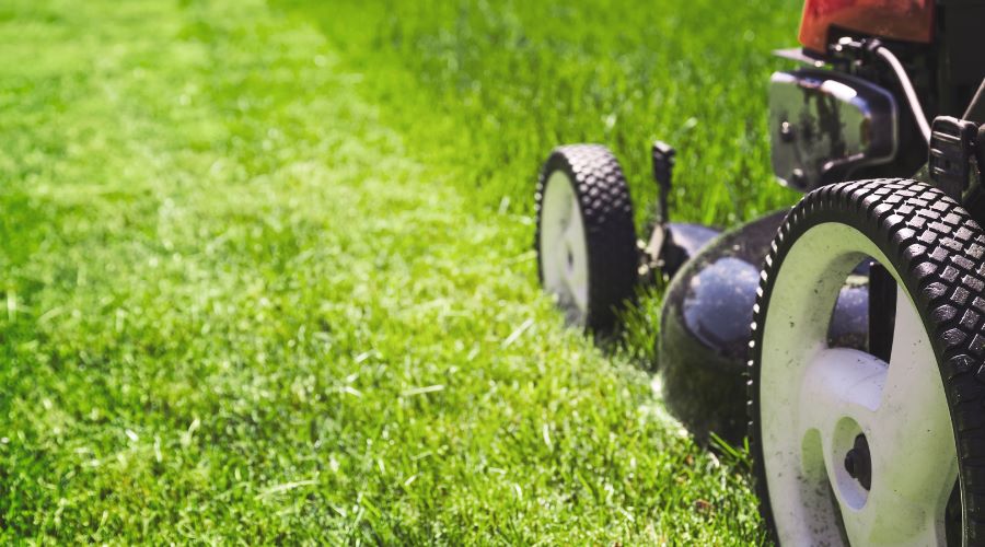 Rasenpflege im Mai: So wird dein Garten sattgrün und gesund - SHW-FIRE