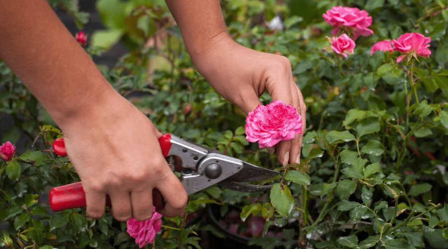 Rosen schneiden: Profi-Tipps für gesunde Blüten - SHW-FIRE