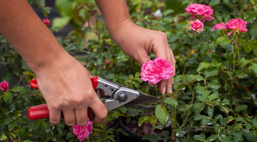 Gärtner schneidet eine Rose mit einer scharfen Gartenschere im Frühling, um gesundes Wachstum und üppige Blüten zu fördern.