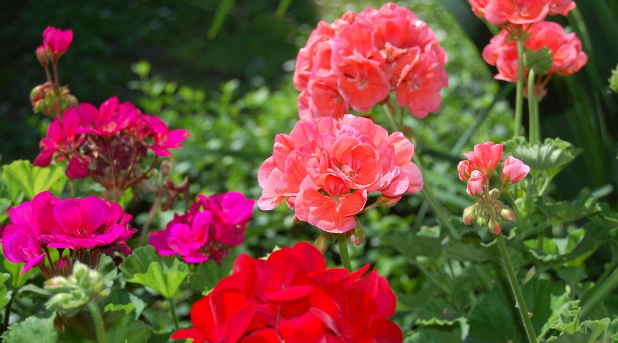 Blühende Geranien in kräftigem Pink und Rot in einem sonnigen Garten im Mai.