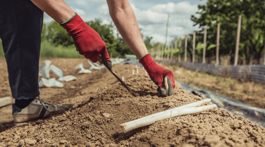 Spargel Anbau: Tipps für eine ertragreiche Ernte - SHW-FIRE