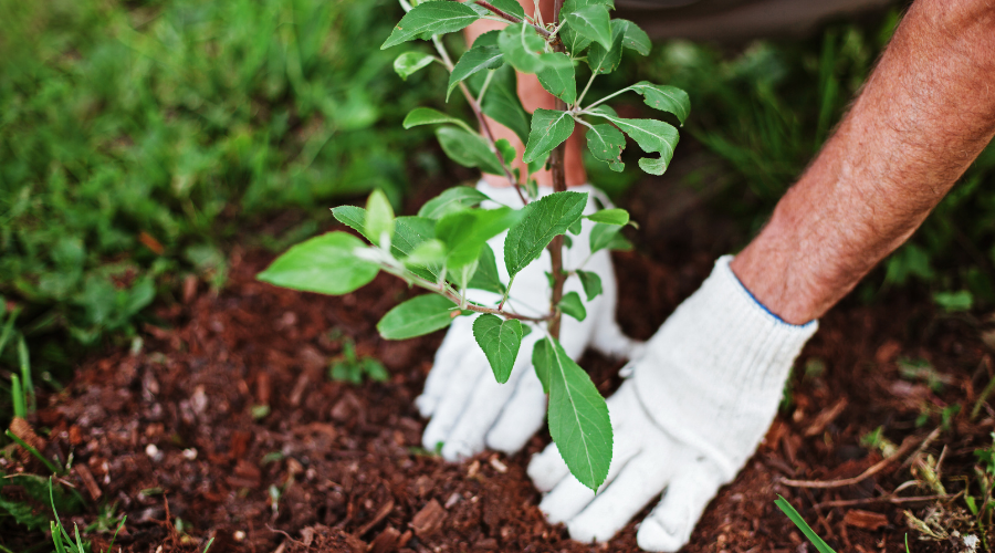 Gartenpflege im August: Gemüsebeet mit Mangold und Endivien, frische Ernte von Äpfeln, Pflaumen und Kürbissen.