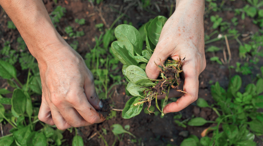 Gartenarbeit: Hand entfernt Unkraut aus der Erde.
