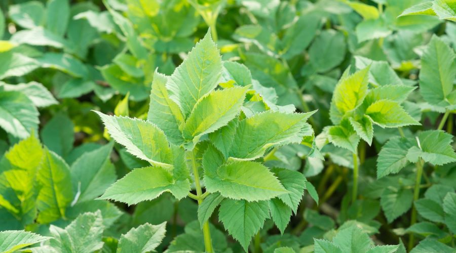 Unkraut im Mai effektiv bekämpfen – mit den besten Gartenwerkzeugen - SHW-FIRE