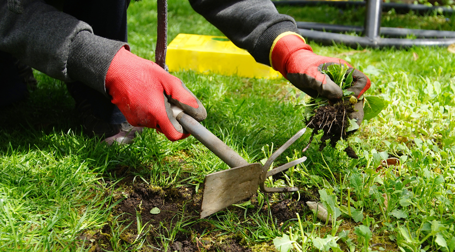 Effektive Unkrautbekämpfung im Spätsommer mit den besten Tipps und Gartengeräten. Erfahre, wie Du Deinen Garten von Unkraut befreist und die Pflanzen gesund hältst.