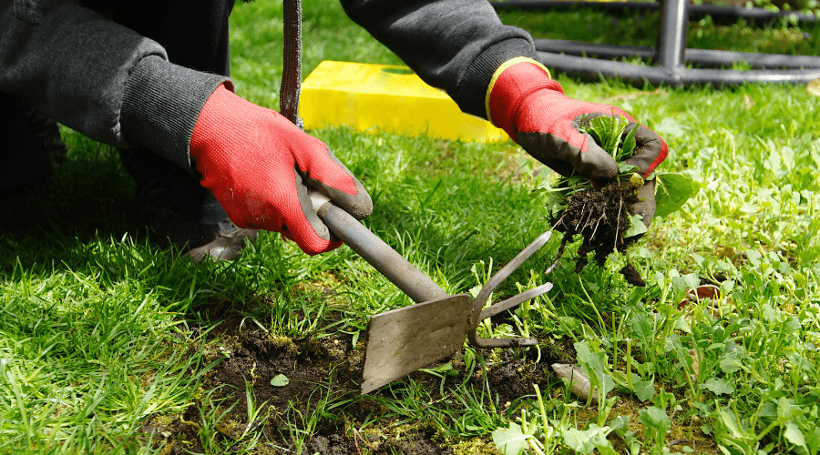 Unkrautbekämpfung im Spätsommer: Die besten Tipps und Gartengeräte für Deinen Garten - SHW-FIRE