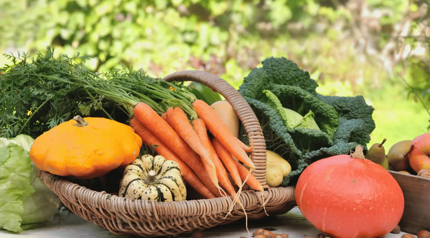 Von der Ernte zur Lagerung: So bleiben Deine Gartenfrüchte länger frisch
