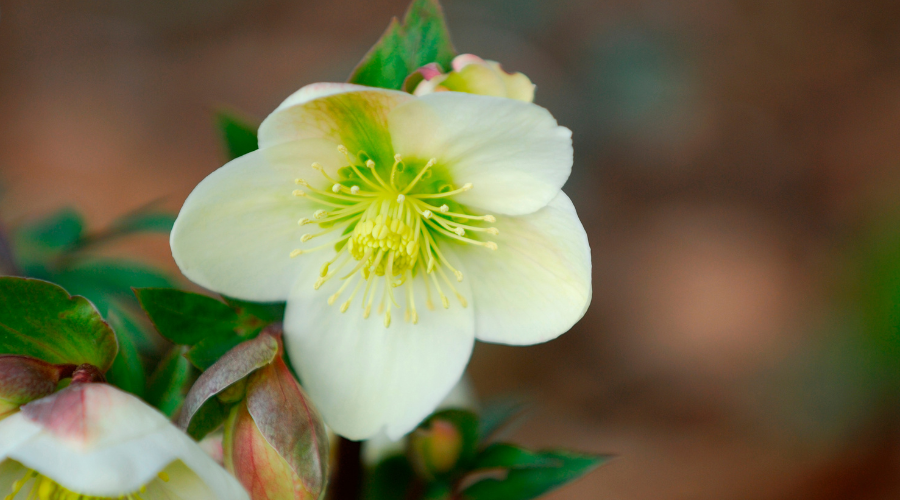 Winterblüher im Garten: Zaubernuss mit gelben Blüten im Schnee, umgeben von gepflegtem Grün.