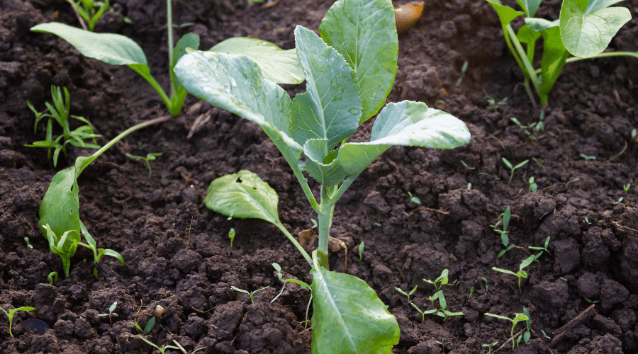 Wintergemüse anbauen: Die besten Tipps für eine erfolgreiche Ernte - SHW-FIRE