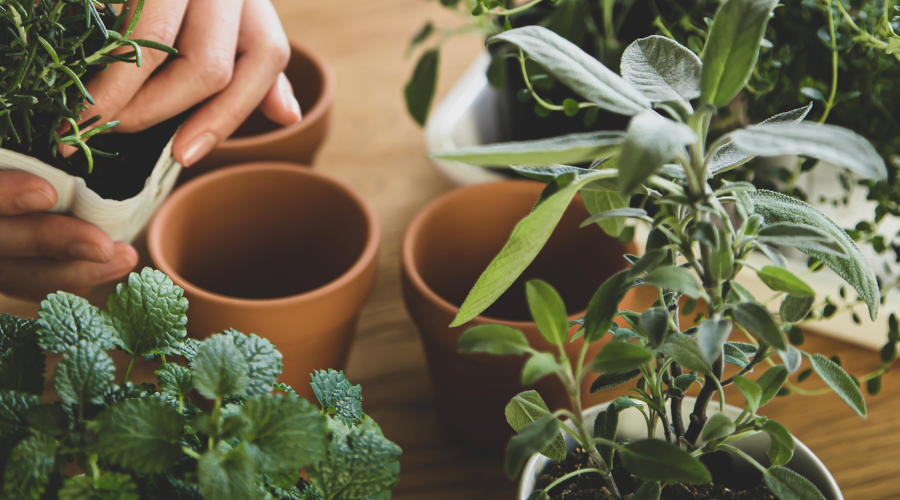 Winterlicher Kräutergarten mit winterharten Kräutern wie Thymian, Rosmarin und Salbei in frostfesten Töpfen, geschützt mit Mulch und Vlies.