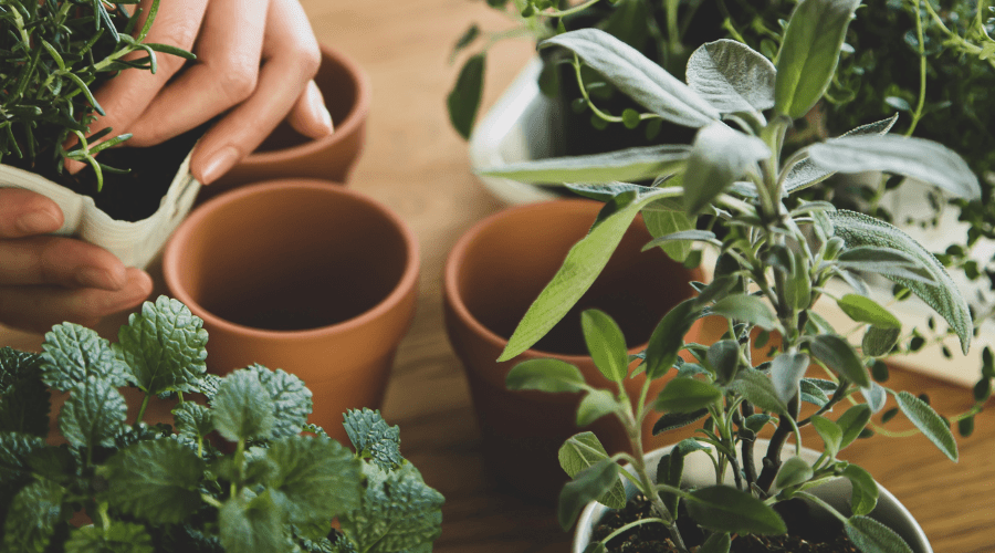 Winterliche Kräutergärten:  Welche Kräuter überstehen die Kälte? - SHW-FIRE