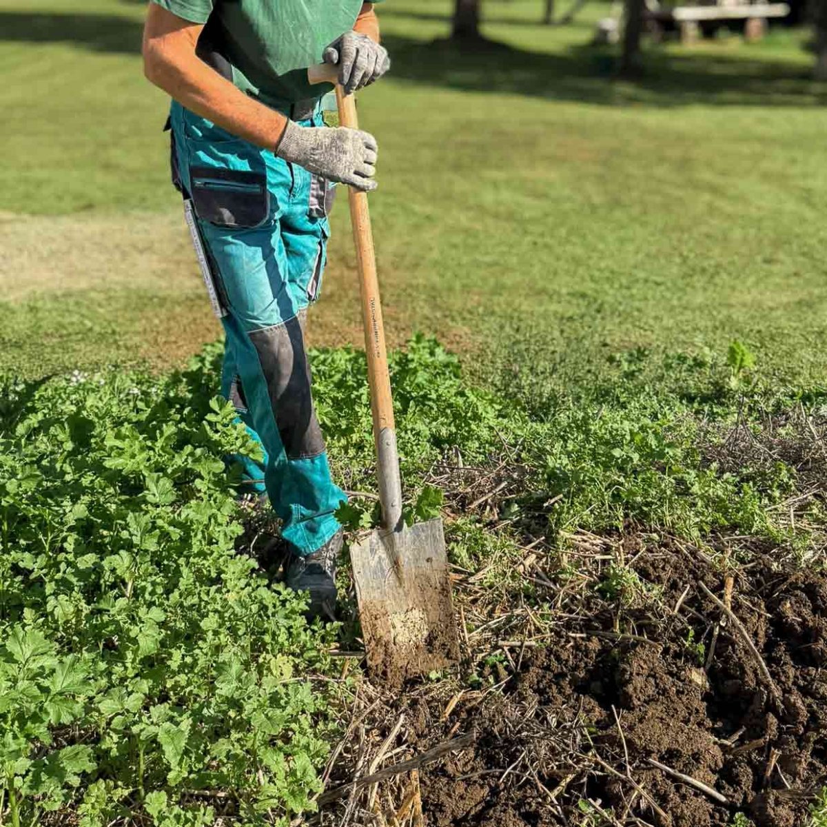 SHW Herold - Gärtnerspaten 1/1 poliert mit Spatentritt und Hickorystiel - SHW - FIRE