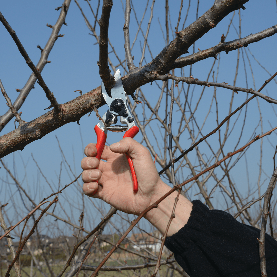 FELCO 8 Baum - , Reb - und Gartenschere max. Durchm. 25 mm - SHW - FIRE