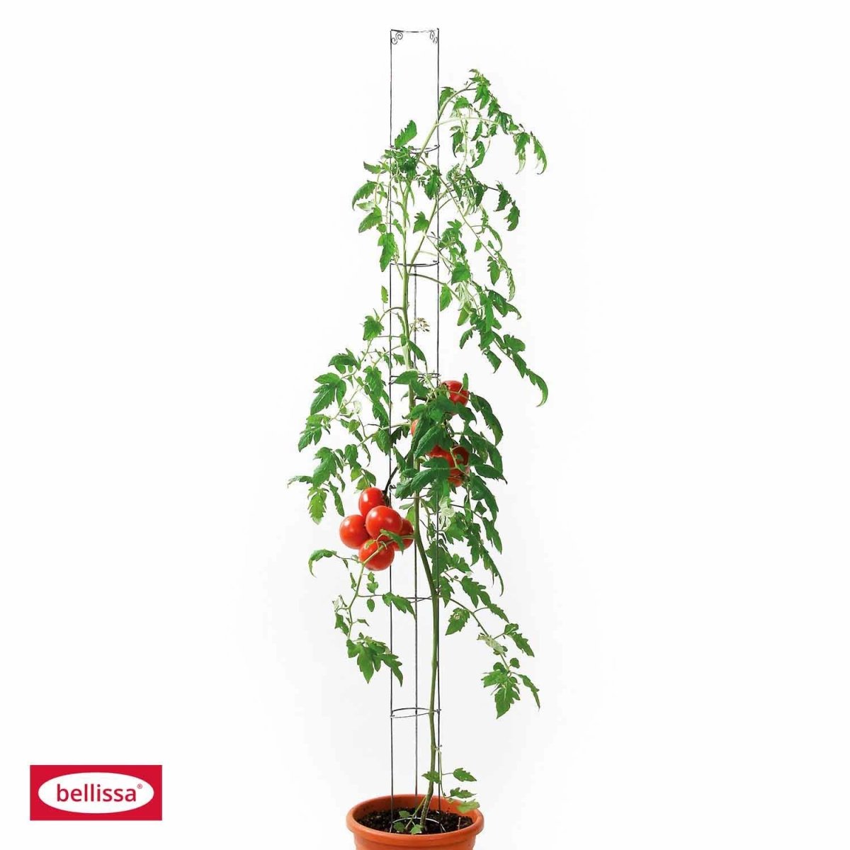 Bellissa Tomaten - /Gurkensäule, grün beschichtet H 160 cm - SHW - FIRE