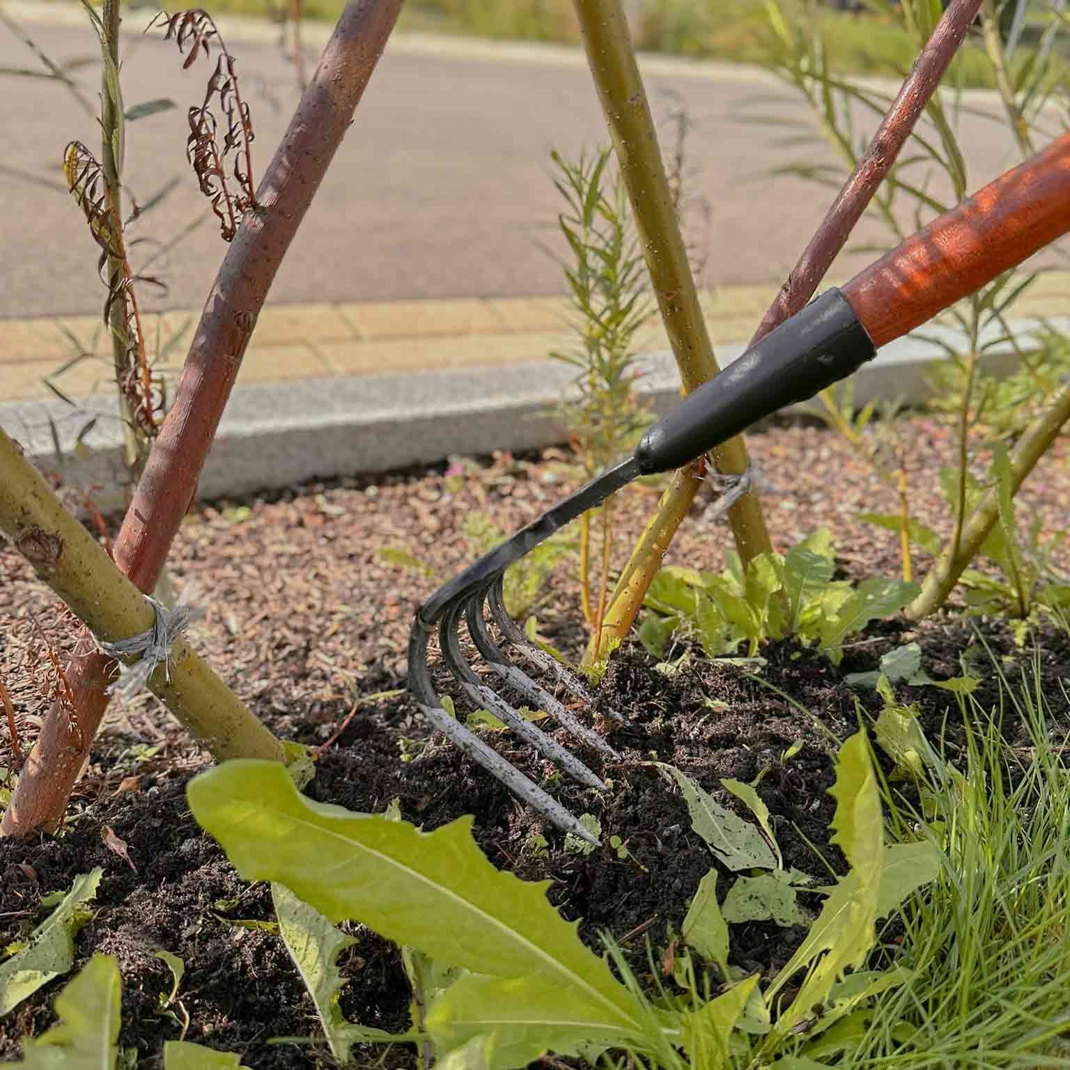 Gärtner lockert mit einer Handgabel mit Holzgriff den Boden zwischen Jungpflanzen