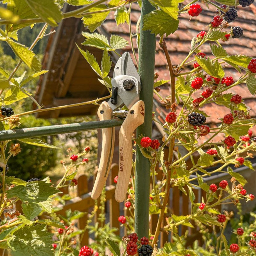 LÖWE Original 7 Natural Gartenschere mit Holzgriffen hängt zwischen Brombeerranken mit roten und reifen schwarzen Beeren im Garten.