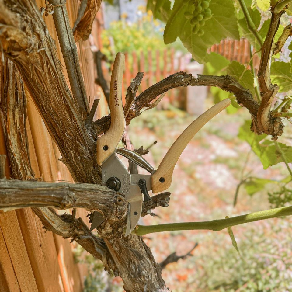 LÖWE Original 7 Natural Gartenschere mit Holzgriffen beim gezielten Schneiden eines Triebes an einer Weinrebe mit grünen Trauben.