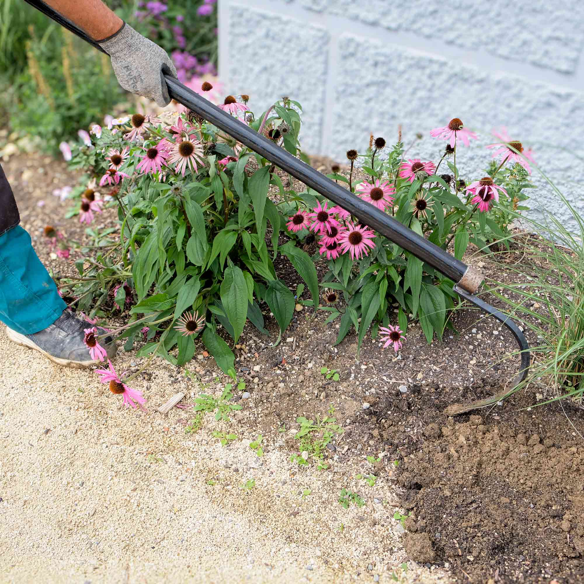 Gärtner arbeitet mit einem geschmiedeten Sauzahn zur Bodenlockerung im Blumenbeet