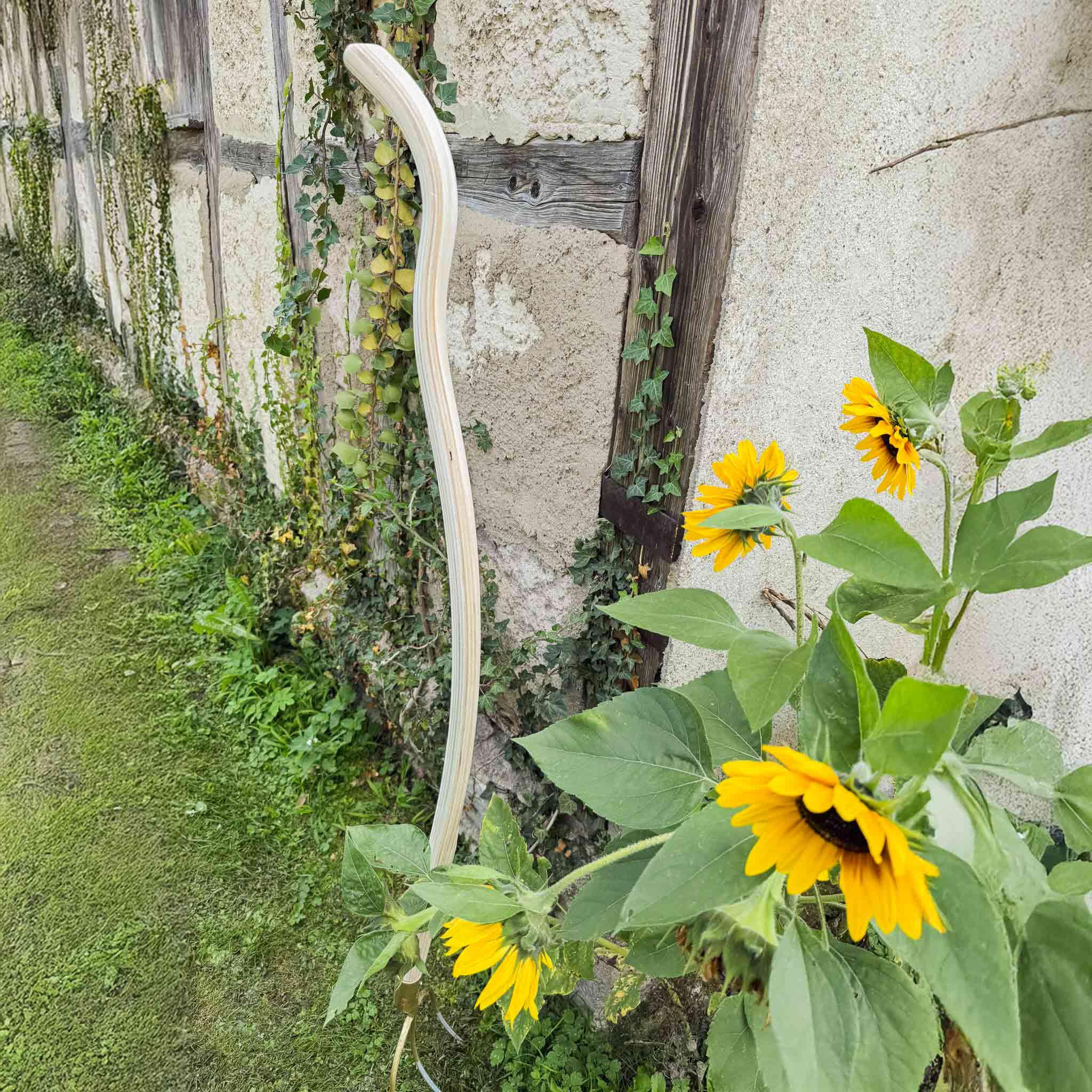Ergonomischer Eschenstiel der SHW Ergo-Line an Gartenwand mit Sonnenblumen