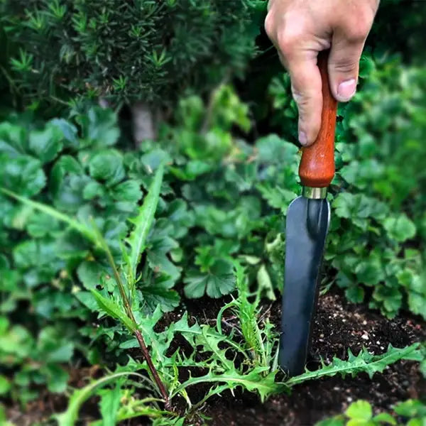 SHW Unkrautstecher mit Eschenholzgriff