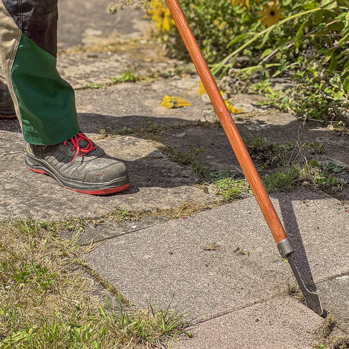 Gärtner entfernt Unkraut zwischen Gehwegplatten mit dem SHW Fugenkratzer mit langem Holzstiel und Stahlklinge. Zur gezielten Reinigung von Pflasterfugen ohne chemische Unkrautvernichter.