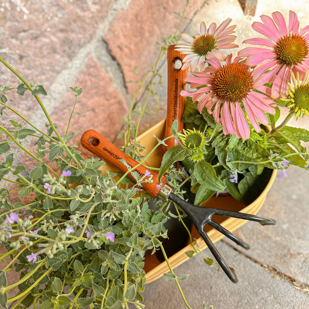 SHW Handgrubber mit drei gebogenen Stahlzinken und Eschenholzgriff zwischen rosa Sonnenhut und Kräuterpflanzen in einem Pflanzgefäß. Gartenwerkzeug zum Lockern der Erde in Blumenbeeten.