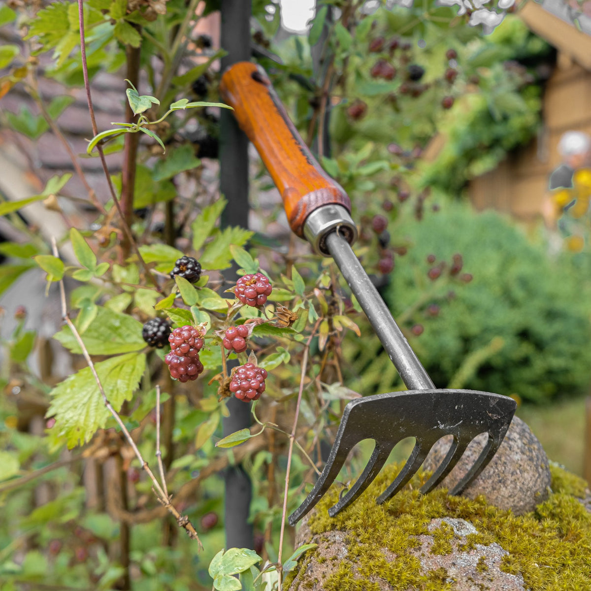 Nahaufnahme des SHW Kleinrechens mit 5 gebogenen Metallzinken und Holzgriff. Das handliche Gartenwerkzeug liegt auf einem moosbewachsenen Stein neben Brombeerpflanzen.