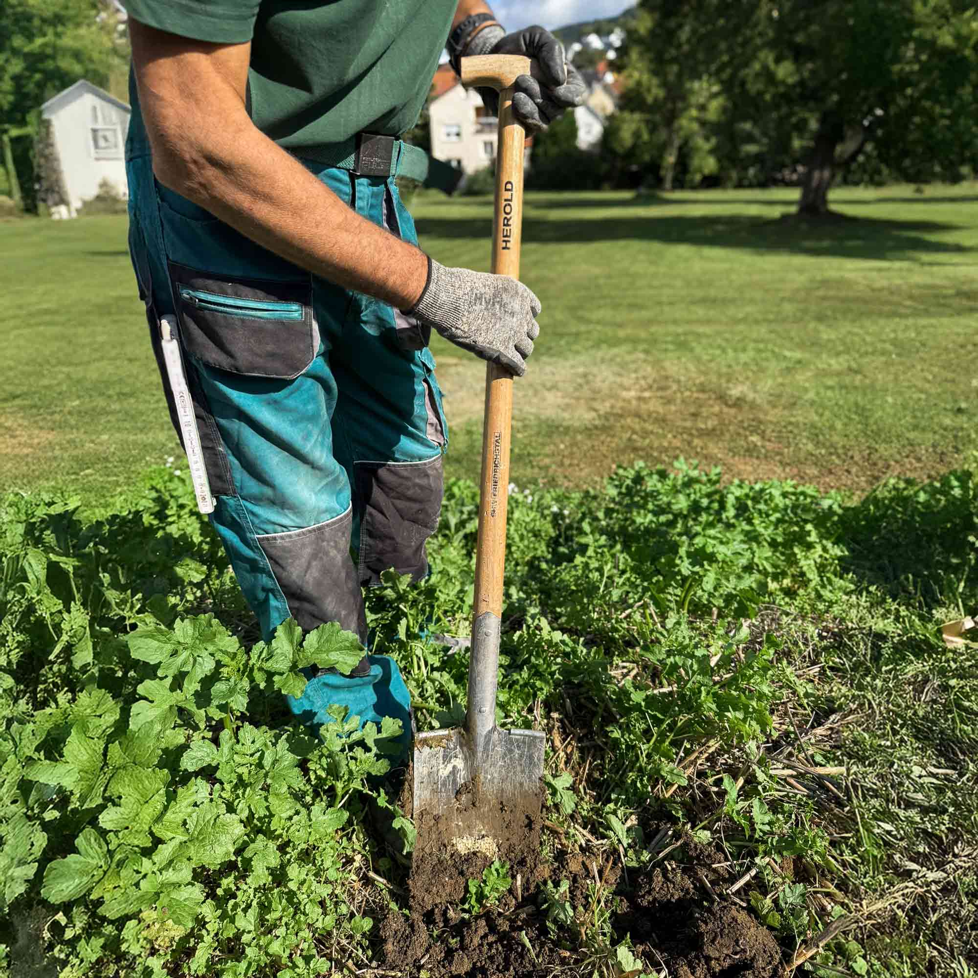 Gärtner gräbt mit einem Spaten mit T-Griff und Holzstiel in dicht bewachsenem Gartenboden